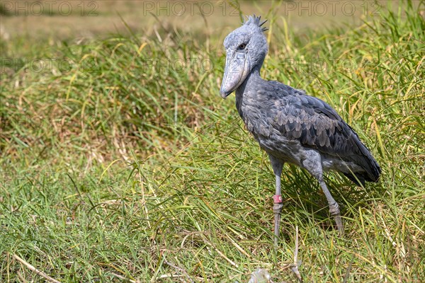 Shoebill