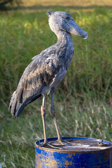 Shoebill