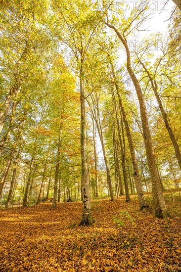 Autumn Forest, Morning, Black Forest, Germany, Europe