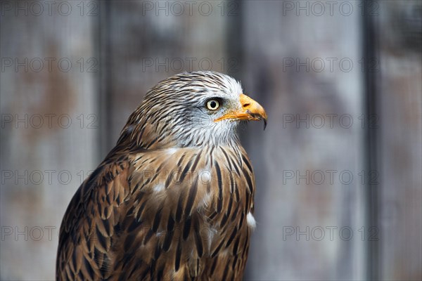 Red Kite