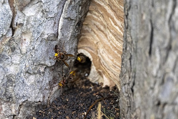 European hornet