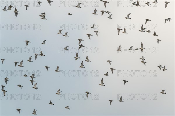 Grey Plover