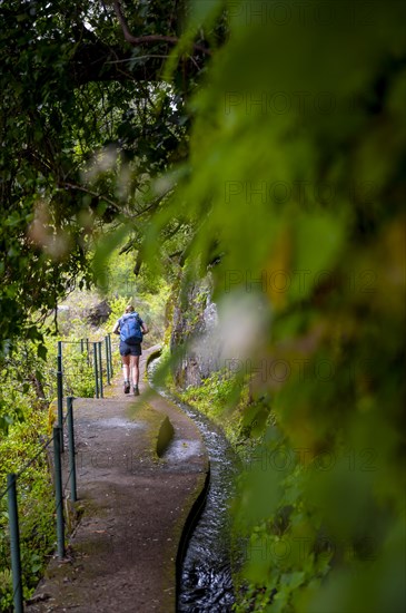 Hiker on Levada do Moinho, Ponta do Sol, Madeira, Portugal, Europe