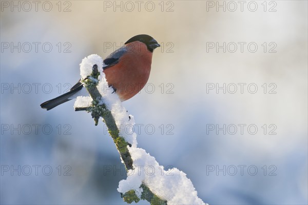 Eurasian bullfinch