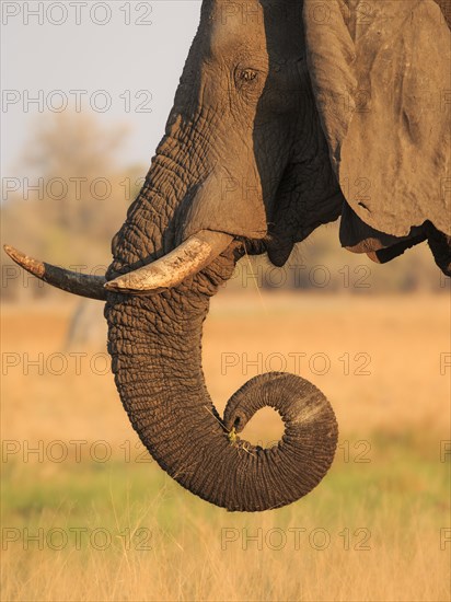 Elephant bull