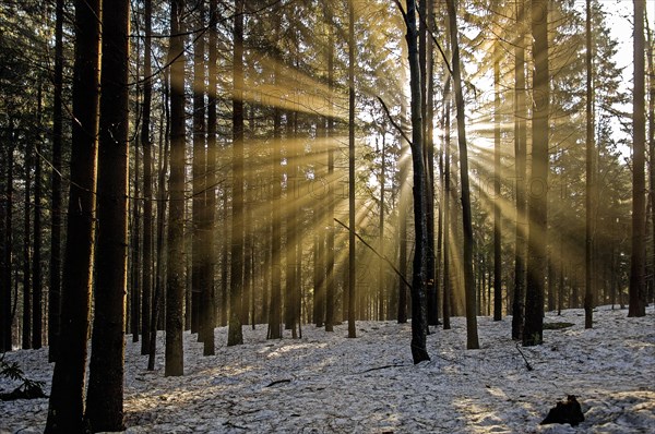 Sunrise between old spruces, Bavarian Forest National Park, Bavaria, Germany, Europe