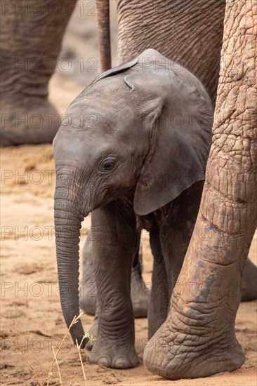 Herd of elephants with a baby elephant between its mothers legs. Cute shot of a calf in Tsavo National Park, Kenya, East Africa, Africa