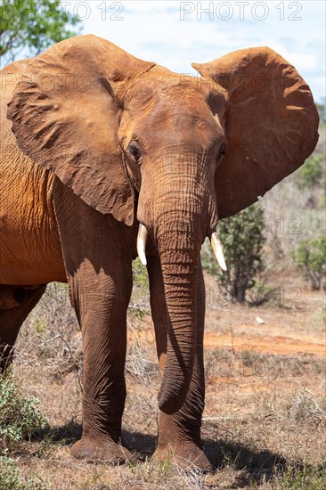 Elephant in the savannah, barren landscape in Tsavo National Park, Kenya, East Africa, Africa