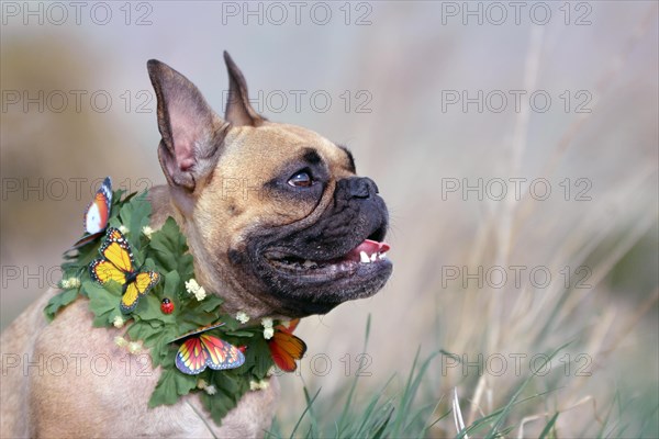 Side view of a fawn and black mask French Bulldog dog with a leaf and butterfly collar in front of blurry background