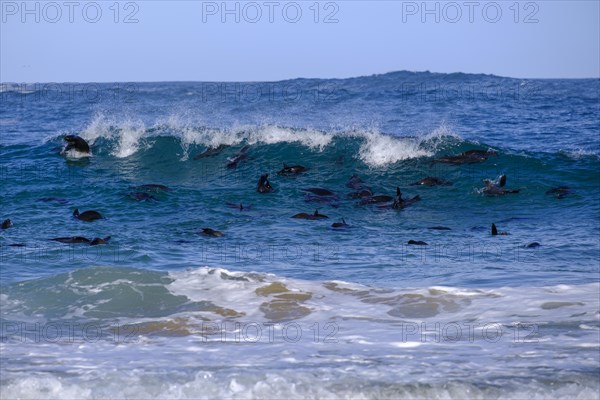 Seals in the water, seal colony, Robberg Island, Robberg Peninsula, Robberg Nature Reserve, Plettenberg Bay, Garden Route, Western Cape, South Africa, Africa