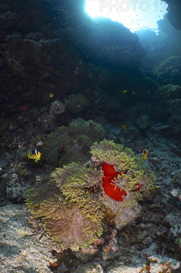 Magnificent sea anemone