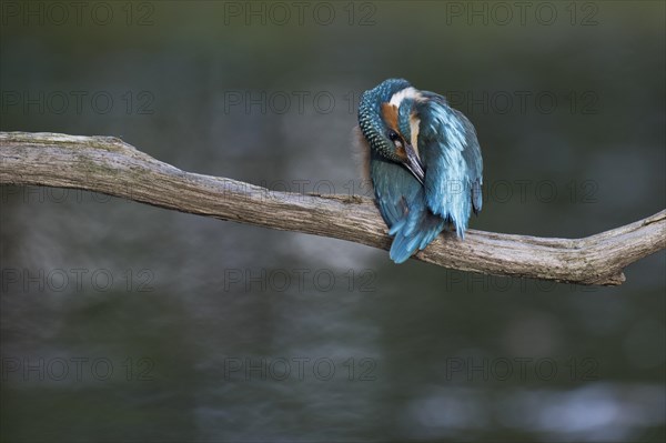 Common kingfisher