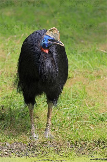 Northern cassowary