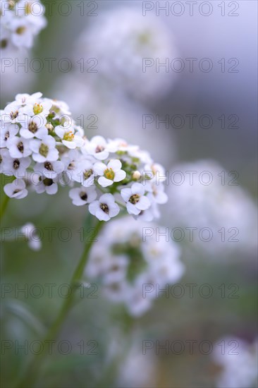 Alyssum