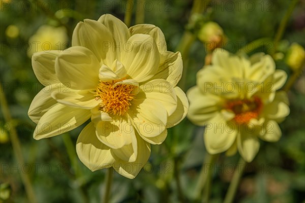 Dahlia flowers growing in a French garden park. Selestat, Alsace, France, Europe