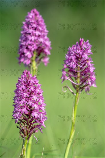 Pyramidal orchid in a meadow in spring. Alsace, France, Europe