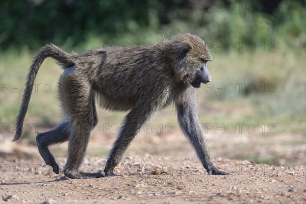 Olive baboon