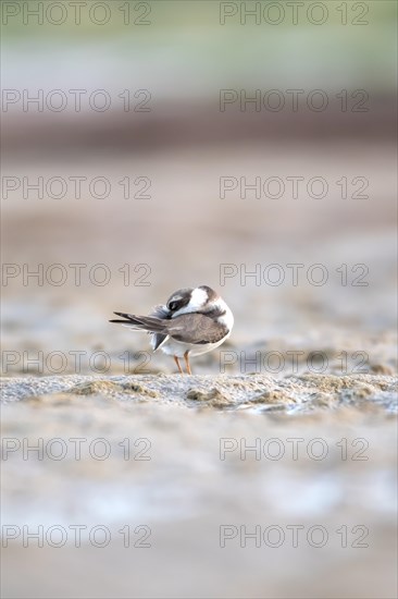 Ringed Plover