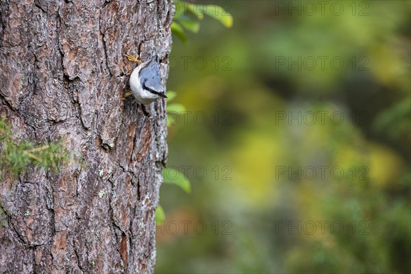 Northern eurasian nuthatch