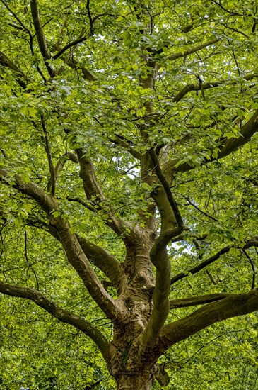 Large old plane tree