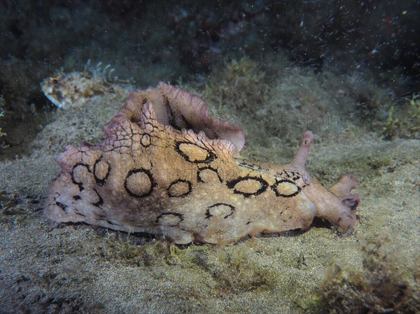 Sea snail spotted sea hare