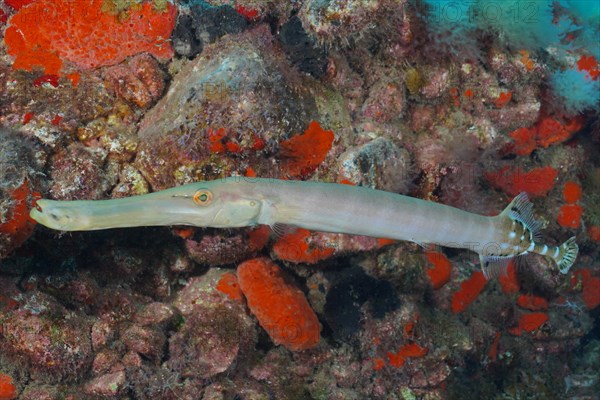 Atlantic cornetfish