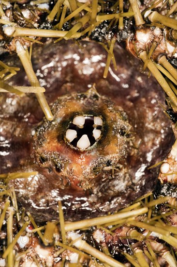 The teeth of a sea urchin