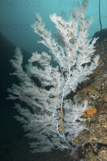 Christmas tree coral