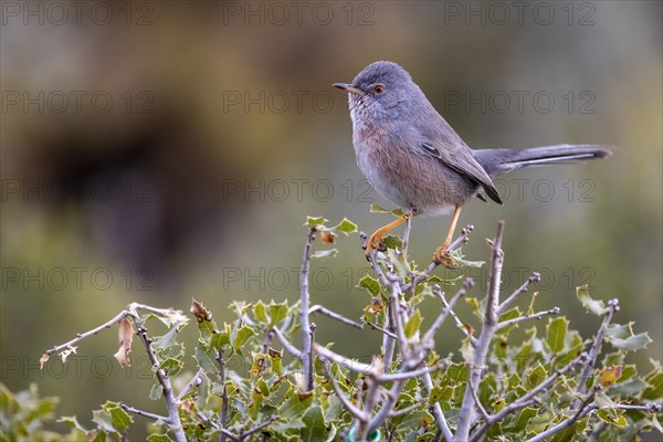 Dartford warbler