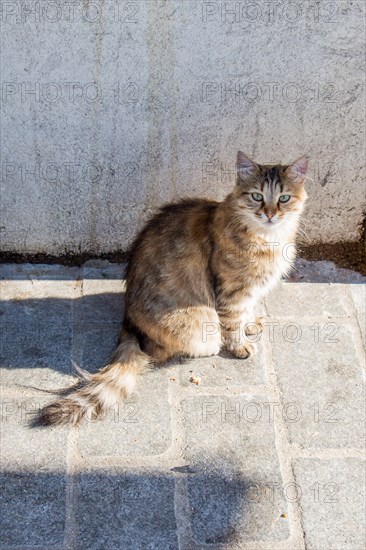 Stray cat seen in the street of the city