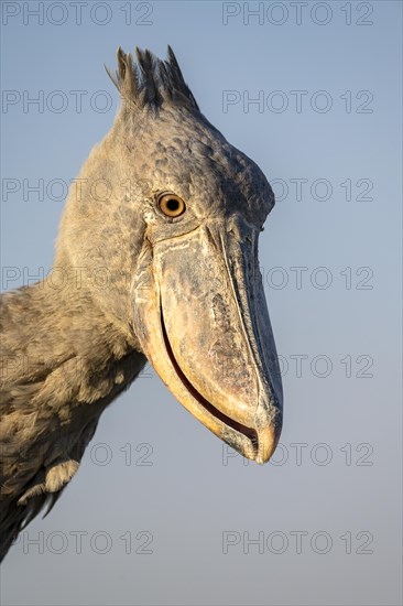 Shoebill