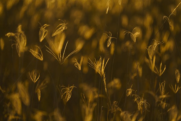 Close-up of grass blades of the field backlit with the golden light of the African sunset. Hwange National Park, Zimbabwe, Africa