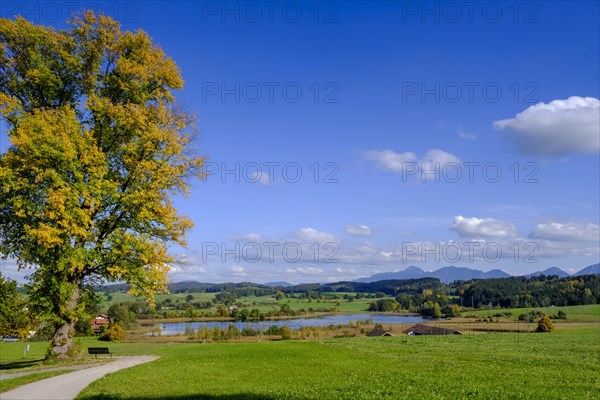 Froschhauser See near Froschhausen, Pfaffenwinkel, Upper Bavaria, Bavaria, Germany, Europe