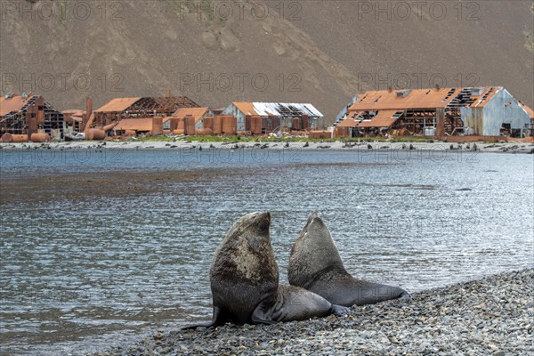 Sea Bears off South Georgia Whaling Station Stromness Bay