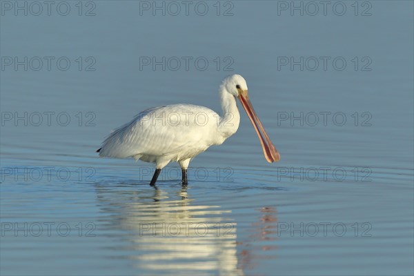 Eurasian spoonbill