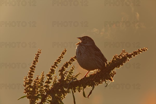 Corn Bunting