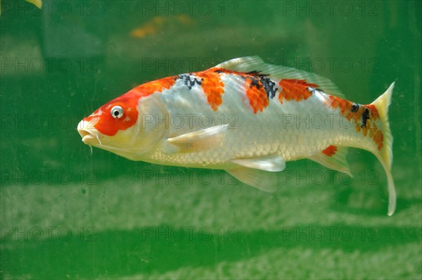 Koi carps in pond