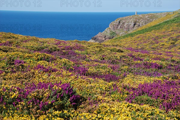 Heathland with heather and gorse