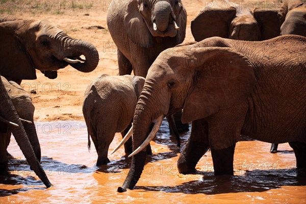 Herd of elephants at the waterhole in the savannah of East Africa, red elephants in the gene of Tsavo West National Park, Kenya, Africa