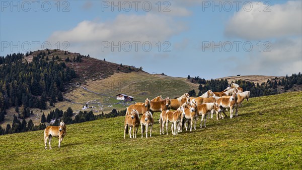 Haflinger horses