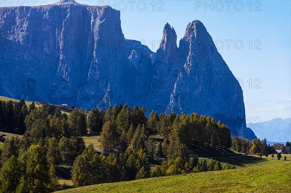 Spruce forest, summit of the Sciliar on the Alpe di Siusi, Val Gardena, Dolomites, South Tyrol, Italy, Europe