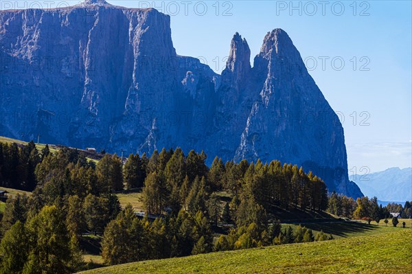 Spruce forest, summit of the Sciliar on the Alpe di Siusi, Val Gardena, Dolomites, South Tyrol, Italy, Europe