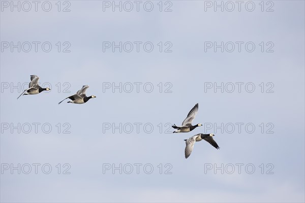 Barnacle goose