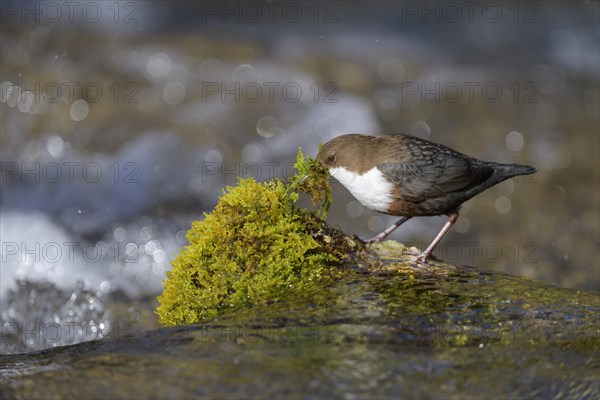 White-throated Dipper