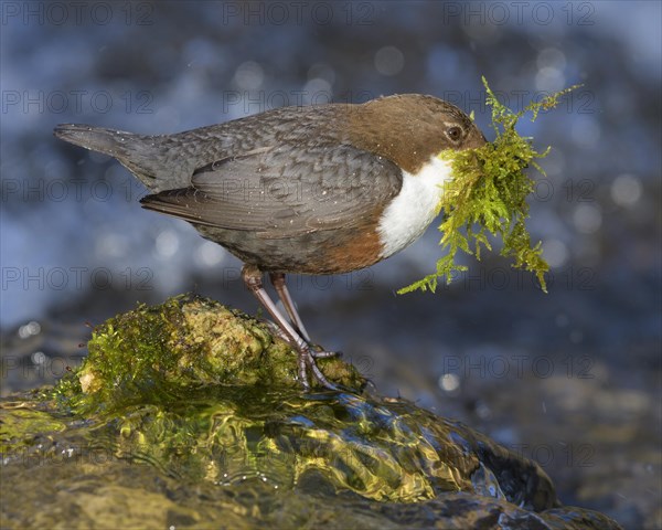 White-throated Dipper