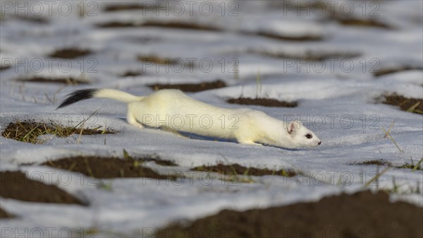 Stoat