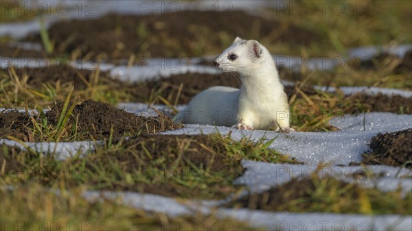 Stoat