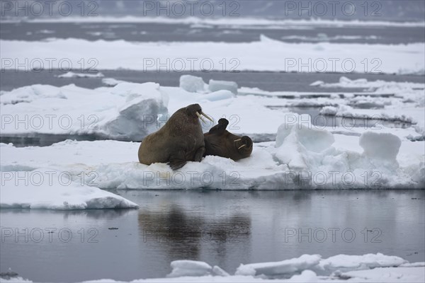 Walruses