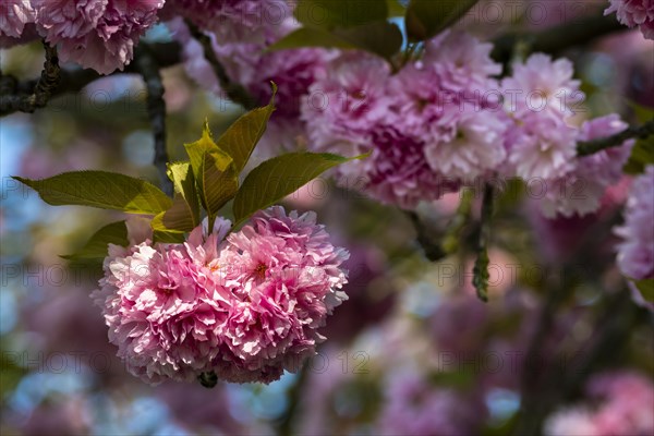 Pink cherry blossoms in spring, close up