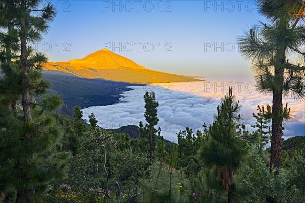 Pico del Teide at sunrise over trade wind clouds, Teide National Park, Tenerife, Canary Islands, Spain, Europe